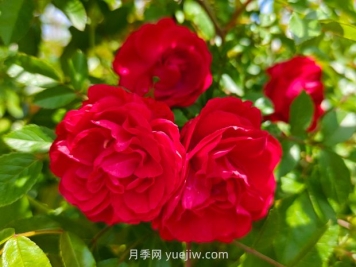 月季红木香爆花机器，花艳丽花量大花期长