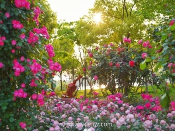 上海前滩休闲公园，月季花海盛景等你赏